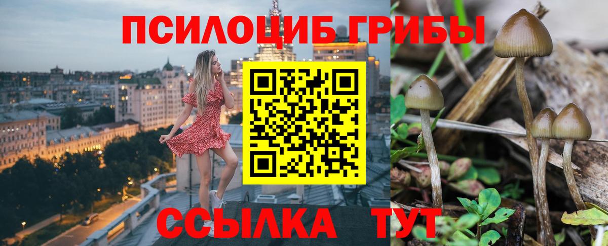 Псилоцибиновые грибы Cubensis Малгобек